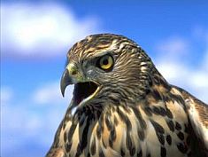 Aigle