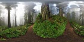 California Redwoods