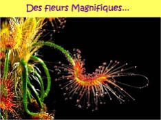 Des fleurs magnifiques...