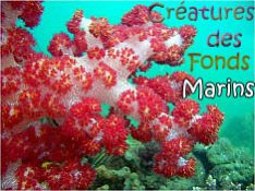 Créatures des fonds-marins