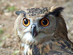 Hibou Grand Duc
