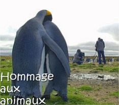 Hommage aux animaux : nous ne sommes pas seuls sur cette terre