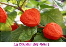 La couleur des fleurs