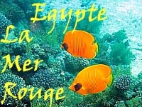 Egypte - La Mer Rouge - Poissons et coraux