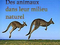 Des animaux dans leur milieu naturel