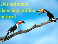 Des animaux dans leur milieu naturel