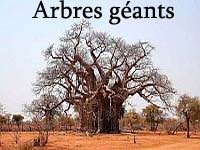 Des arbres géants et magnifiques