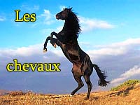 Les chevaux