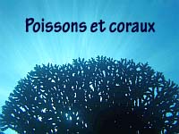 Poissons et coraux