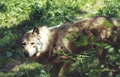 Loup dans le soleil