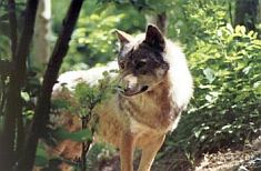 Loup pose au soleil