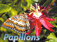 Les papillons