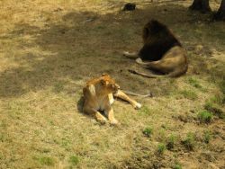 Lionne et lion