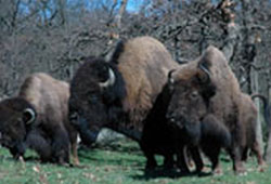 Bisons