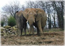 Eléphants