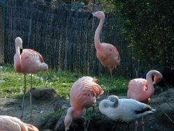 Flamants rose