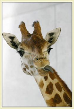 Girafe