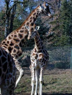Girafes