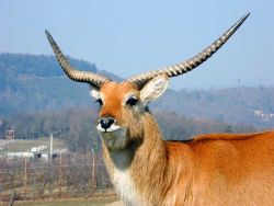 Impala