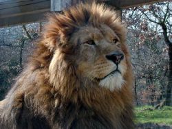 Lion dans le tunnel de verre