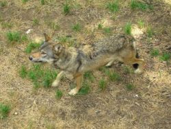 Loup curieux
