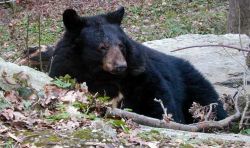 Ours