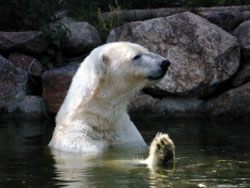 Ours polaire