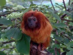 Tamarin lion