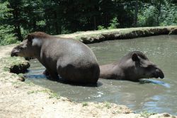 Tapir terrestre dans l'eau