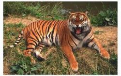 Tigre
