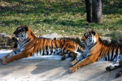 Tigres dans le tunnel de verre