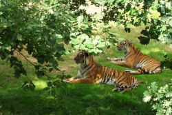 Tigres