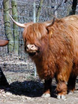 Vache des Highlands