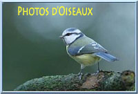 Belles photos d'oiseaux
