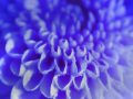 Fleur