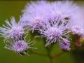 Fleur