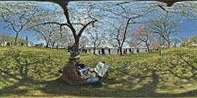 Washington DC Cherry Trees